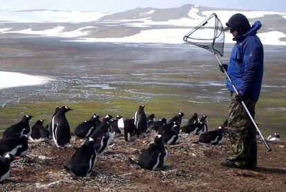 Andrés Barbosa, en una pingüinera de la península Byers, en la isla Livingston.