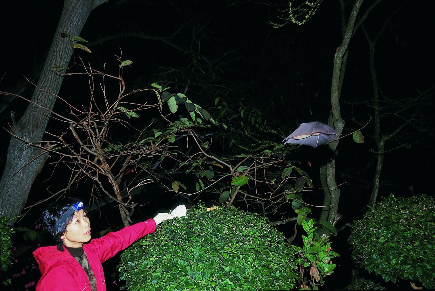 La viróloga Shi Zhengli libera un murciélago de una cueva china tras sacarle sangre, en 2004.