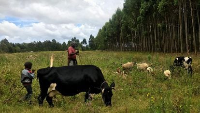 Lawrence Kamau, junto a su hijo, observa pastar a sus vacas y ovejas en Lobere, Kenia.