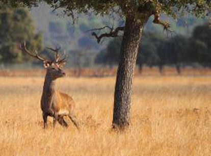 El ciervo es uno de los mam&iacute;feros que abundan en el Parque Nacional de Caba&ntilde;eros.