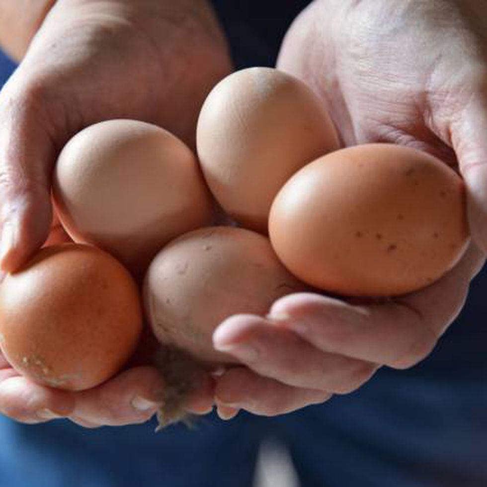 Por qué no debes cocer huevos junto a otros alimentos en el mismo  recipiente