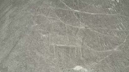 La silueta de un animal, trazada en una en una ladera en Nazca y recientemente descubierta por científicos japoneses.