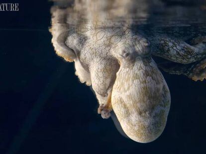Fotograma de 'Octopus: Making Contact' que muestra un pulpo boca abajo. En vídeo, tráiler del documental.