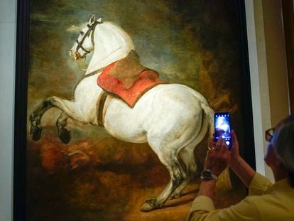 Un visitante toma una imagen del 'Caballo Blanco', de Velázquez, durante la presentación del proyecto museístico de las colecciones reales en Madrid.