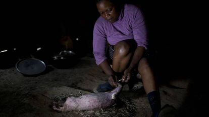 Una mujer de Camerún prepara para comer un puercoespín cazado en la jungla.