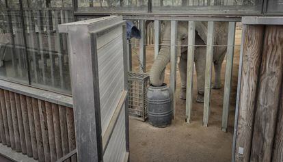 Una de las elefantas en el zoo de Barcelona