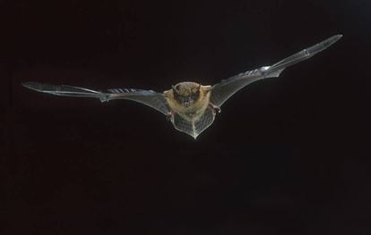 Un murciélago en vuelo.