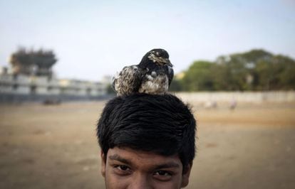 Un niño lleva a su mascota en la cabeza en un barrio de Bombay (India), el 28 de abril de 2014.