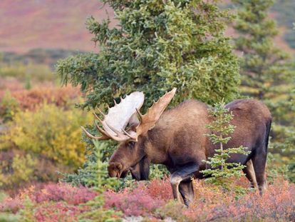 Alce en un campo de taiga en otoño.