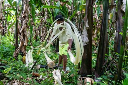 Un hombre cosechando el abacá, una variante de la planta del plátano con la que se fabrica una fibra para hacer bolsas de té, redes de pesca y papel moneda. 