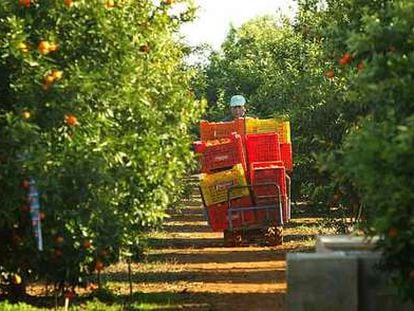 Un trabajador recoge naranjas en un campo en Vila-real, en el arranque de la temporada.