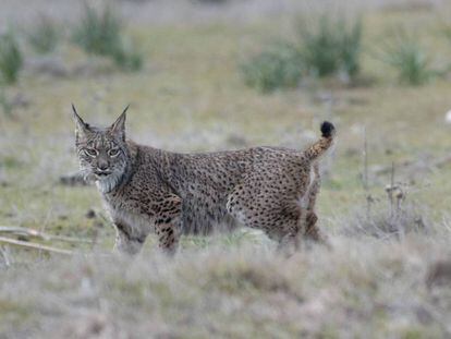  Un lince liberado en la zona de las Guarrizas, Jaén.