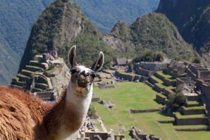 Una llama posa para la foto frente al Machu Picchu (Perú).