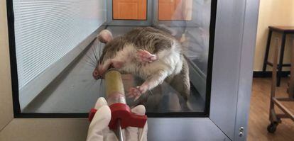 Una de las ratas detectoras de tuberculosis es alimentada. 