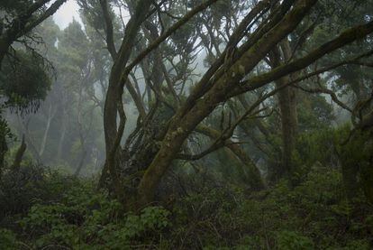 Bosques húmedos de laurisilva en la isla de El Hierro.