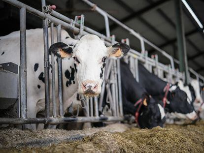 Vacas lecheras pastan en la granja Lacturale, en Etxebarri (Navarra).