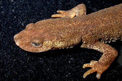 El tritón del Montseny, <i>Calotriton arnoldi.</i>