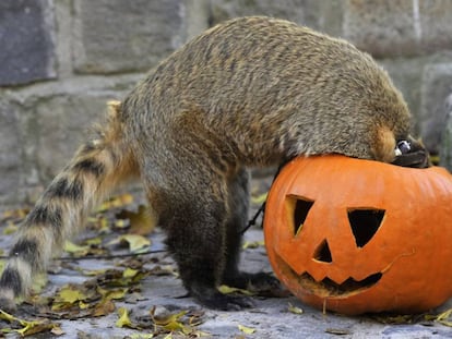 Un coatí mete la cabeza en una calabaza.