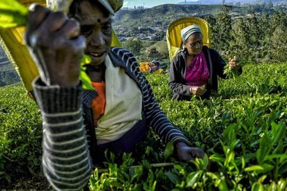 Después de terminar la jornada las mujeres descienden la colina cargadas con unos 20 kilos de hojas tiernas de té, en Nanu Oya (Sri Lanka).