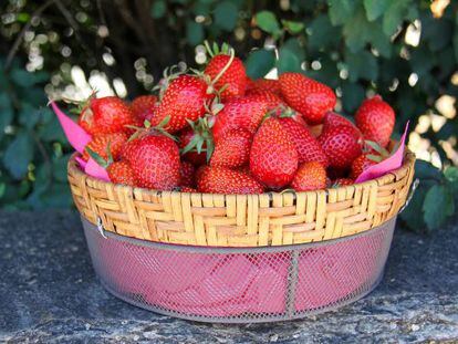 En mayo aún puedes disfrutar de las fresas