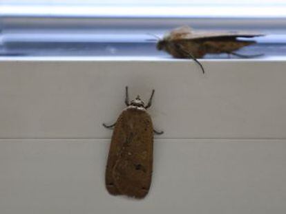 Dos mariposas plusia, en una ventana esta ma&ntilde;ana. 