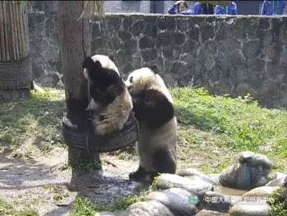 Los animales fueron captados divirtiéndose en una reserva natural de China