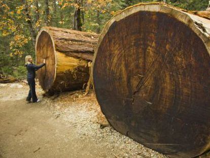 Una turista frente a los troncos ca&iacute;dos de dos secuoyas gigantes en California