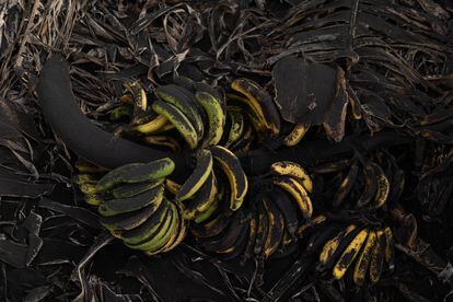 Una piña de plátanos en el suelo. Algunos están podridos y otros están listos para consumirlos.
