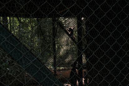 Un mono aullador en la jaula de preparación para la vida libre en el parque nacional de Tijuca, en Río de Janeiro (Brasil).
