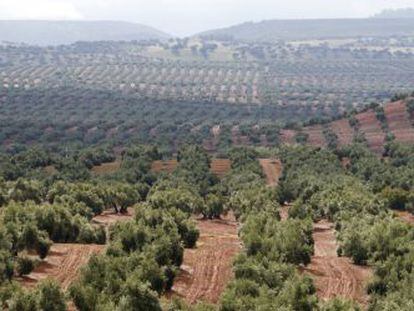 Un olivar en Andaluc&iacute;a. 