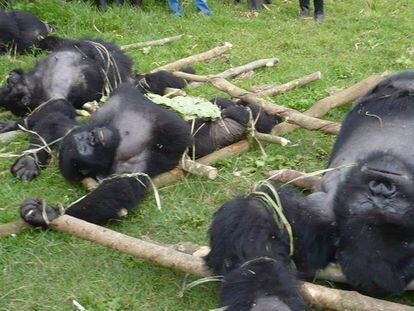 Gorilas cazados en la República Democrática del Congo.