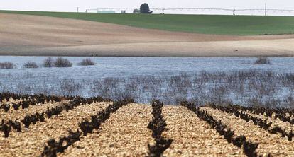 En primer térnimo, vides, y al fondo, cultivos de regadío, en las inmediaciones de las Tablas de Daimiel, Ciudad Real