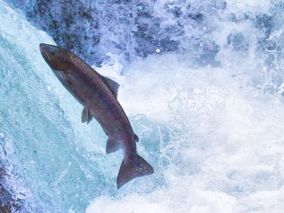 Un ejemplar de salmón en un río.