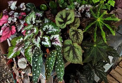 Variedades de 'Begonia rex' y de otras begonias rústicas.