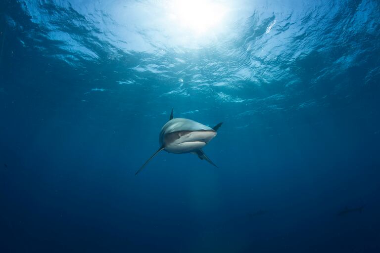 Un tiburón en mar abierto.