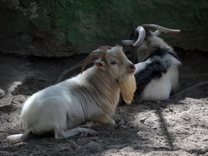 Dos ejemplares de cabras pigmeas en el zoológico de la ciudad de Chilpancingo, el pasado 31 de enero.