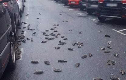 Estorninos muertos sobre el asfalto en Caranza.
