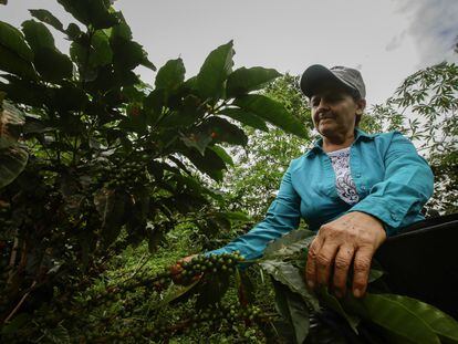 Un grupo de mujeres impulsa el proceso y comercialización del café que cosechan en "La Sonora", en El Paujil, Caquetá, Colombia el 11 de junio de 2022.