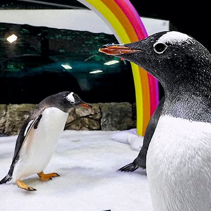 Los pingüinos homosexuales Sphen y Magic, que viven en el acuario Sea Life  de Sídney.