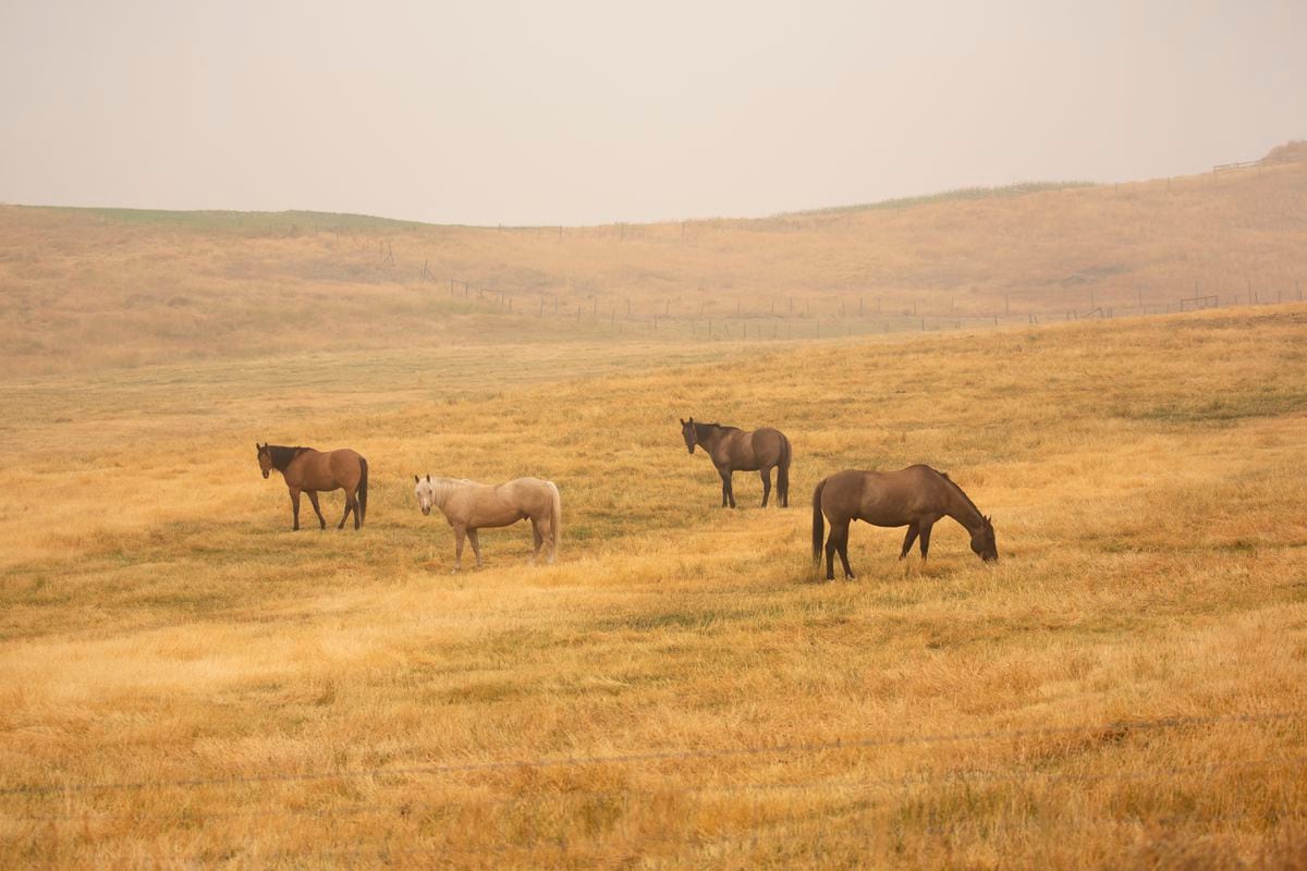 17 wild horses slaughtered in Canada |  International