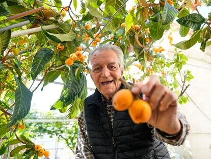 Joan Carulla posa con unos nísperos de su huerto urbano de Barcelona.