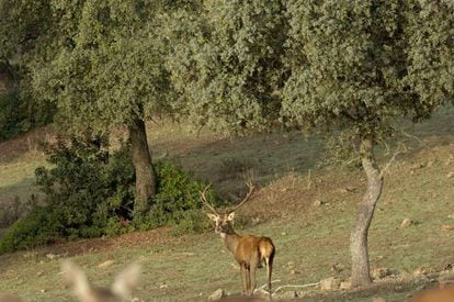 Un ciervo rojo en el parque nacional de la Sierra de Hornachuelos, en Córdoba.
