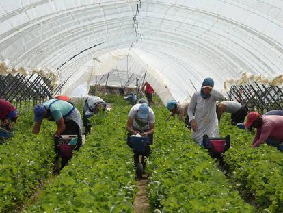 Un grupo de personas trabajan en la recolección de fresas Palos de la Frontera (Huelva).