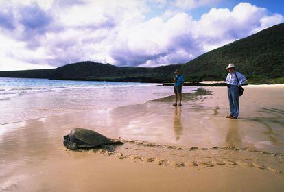 Una tortuga de las Galápagos se arrastra de vuelta al mar después de poner sus huevos en una playa de isla Floreana.