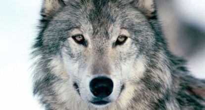 Lobo gris canadiense.