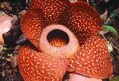 Rafflesia tuan-mudae: La flor más grande del mundo huele a cadáver |  Ciencia | EL PAÍS