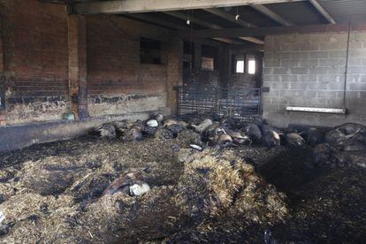 Ovelles mortes pel foc en una granja a la Torre de l'Espanyol.