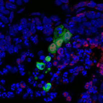 En verde, el nuevo tipo de célula madre, desarrollándose dentro de un embrión de ratón.