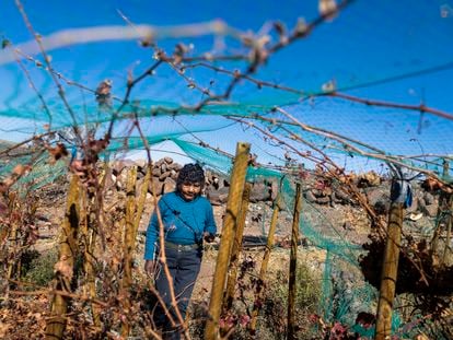 Cecilia Micaela Cruz Cruz camina entre el viñedo los Caracoles, el viñedo mas alto del Chile que se encuentra a 3.600 msnn.