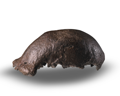 Cráneo de 'Homo erectus' encontrado en la Isla de Java y expuesto en Leiden.